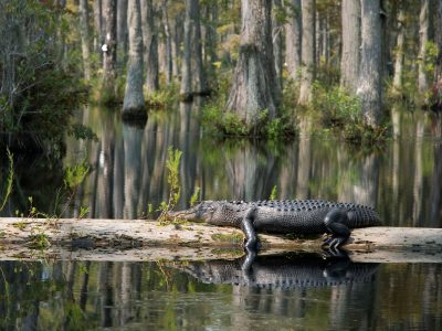 live alligator on log in Louisiana swamp